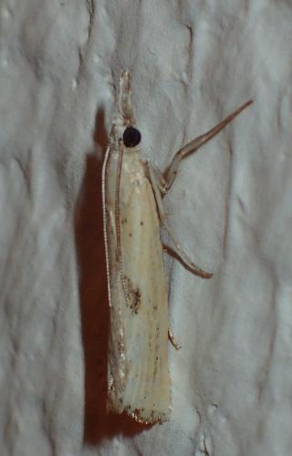 Agriphila brioniellus